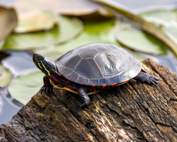 Prince Edward County Turtle Crossing T-Shirt